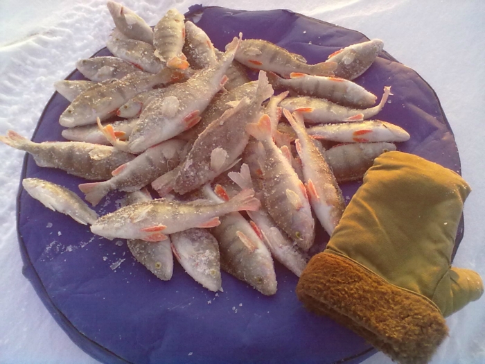 ОВХашные окуньки