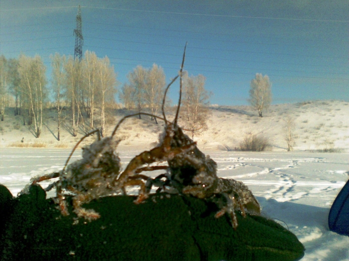 Раки…