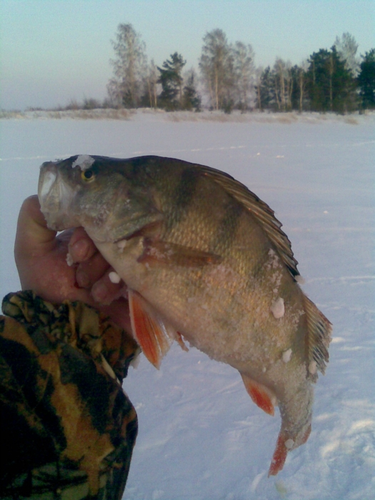 окунь