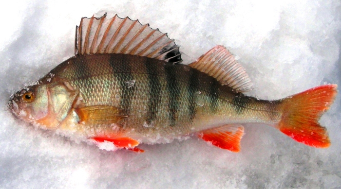 31.км.