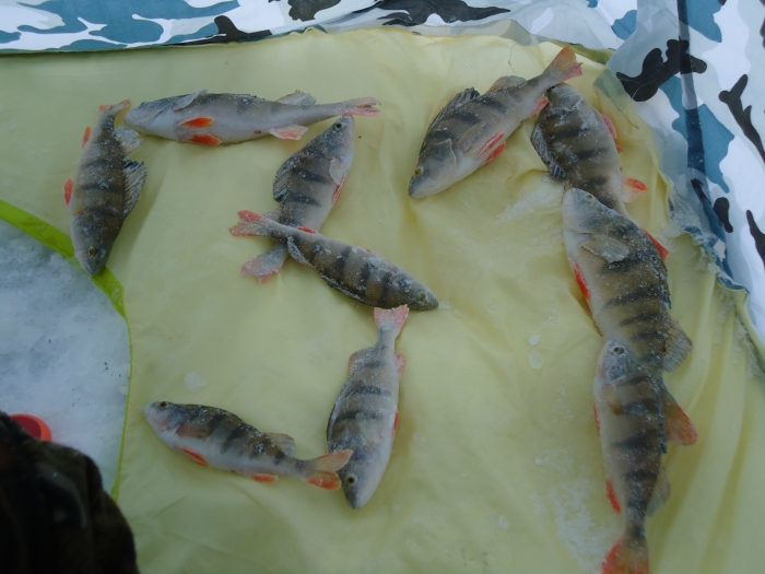 31-й