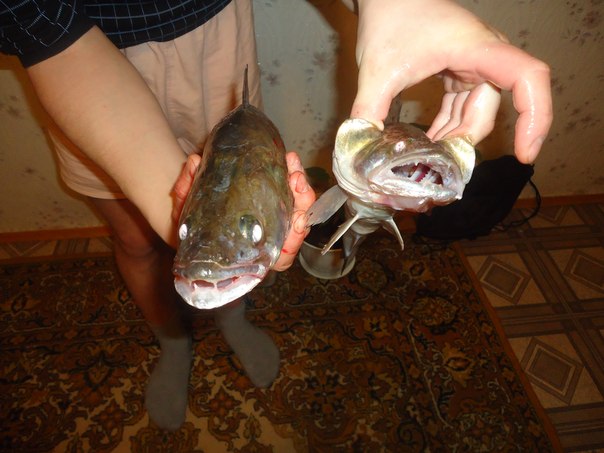 судачки.
