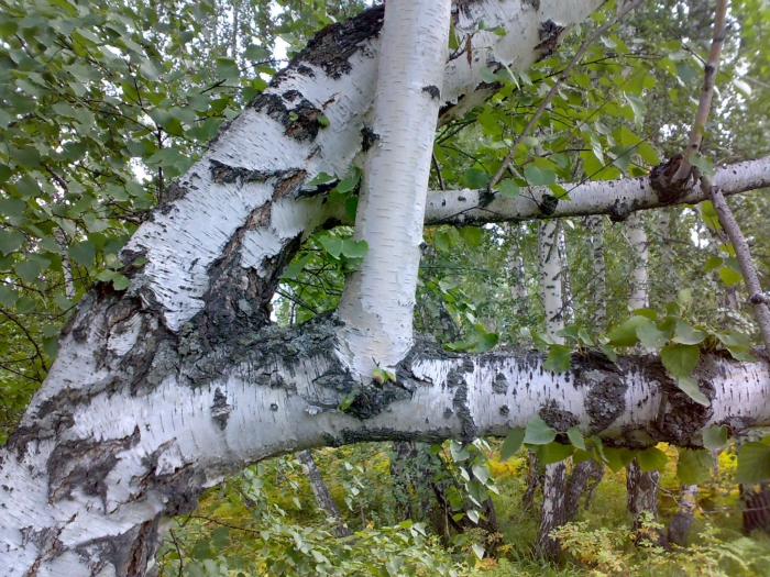 Геометрия роста.