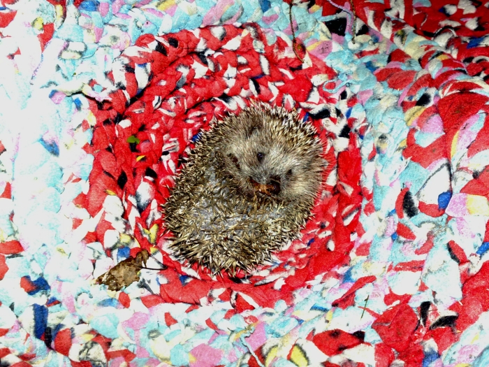 ёжик....