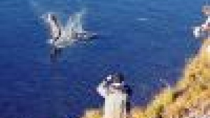 Определены квоты на вылов ценных пород рыбы на 2012 год
