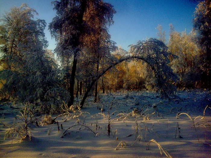 Зимний лес