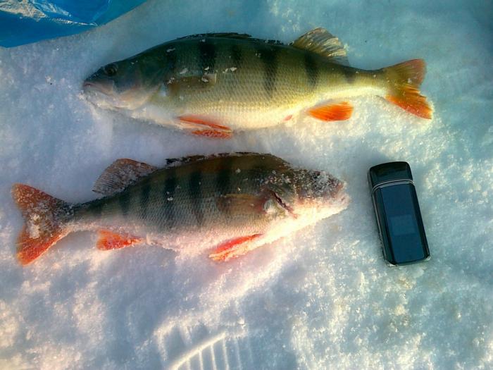 OBX, 460 и 600 гр.