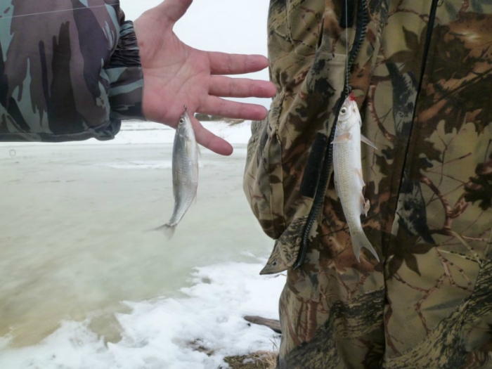 на Оре бешеный клев- вода прет в лунки