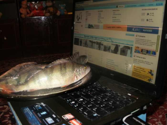 Мы тоже на FishinSib хотим...
