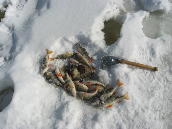 С одной лунки на мормышку.