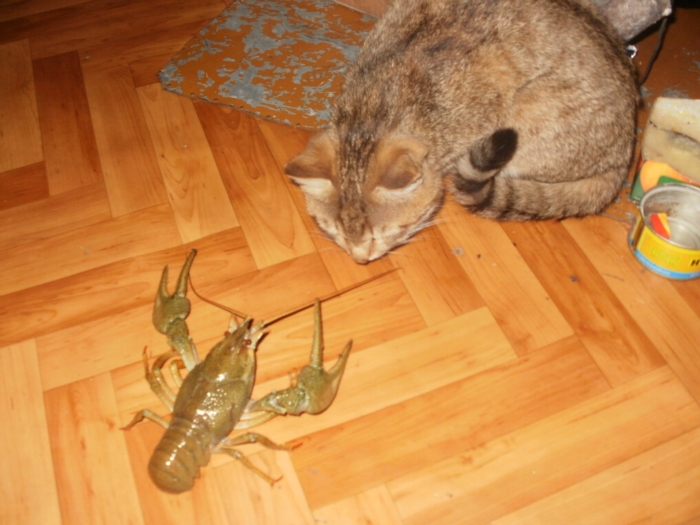 Кот Васька и рак