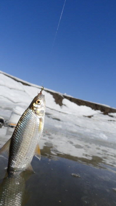 на Коёне