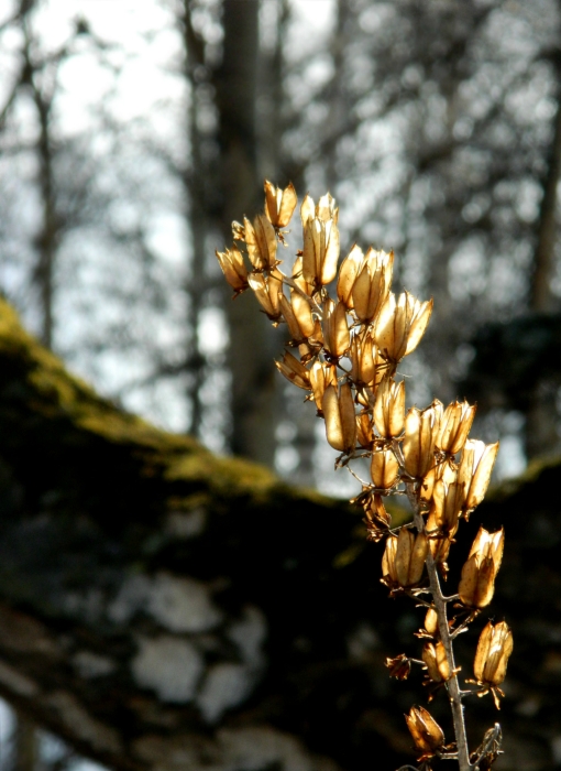 ***