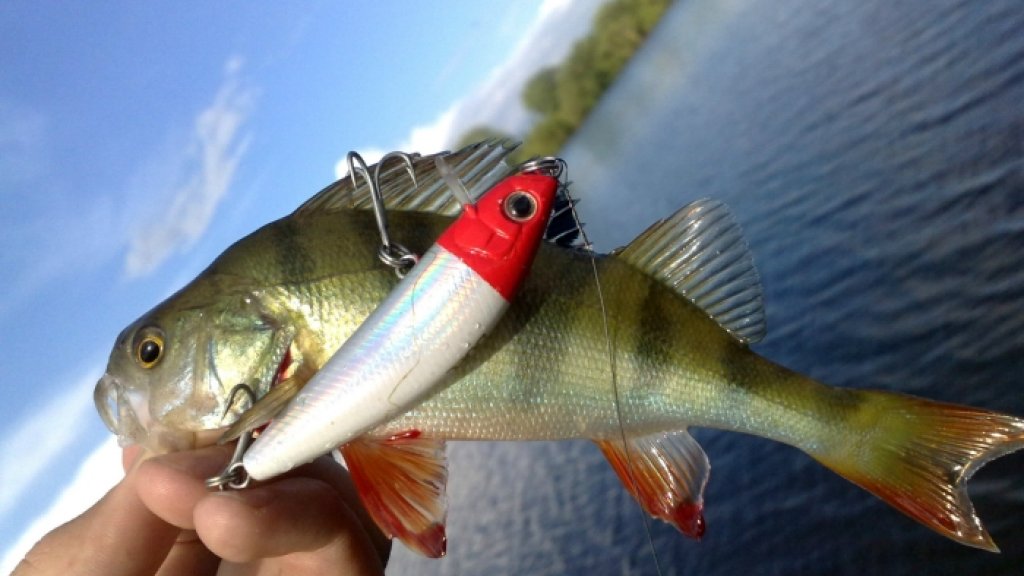 Обзор воблера Yo-Zuri SS Minnow 70