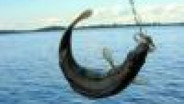 О весеннем ограничении рыболовства