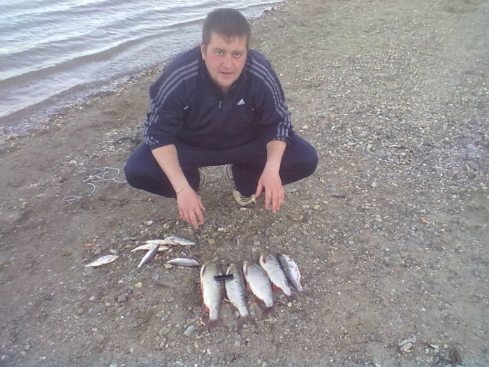Подъязки на кукурузу