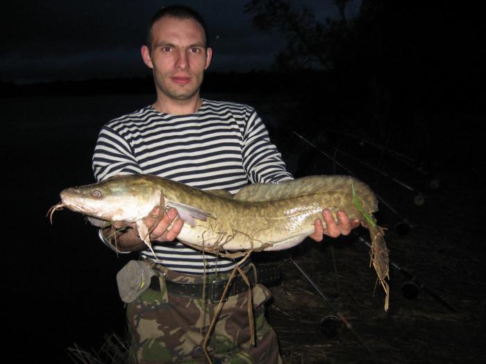 Достойный экземпляр. 2011