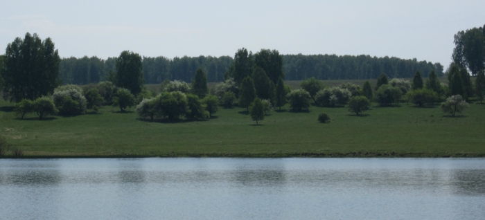 Английская лужайка.