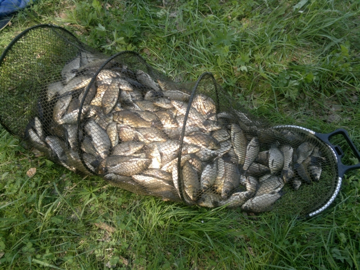 ))