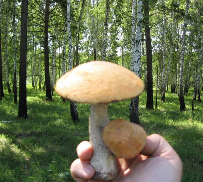 Первые подосиновики .