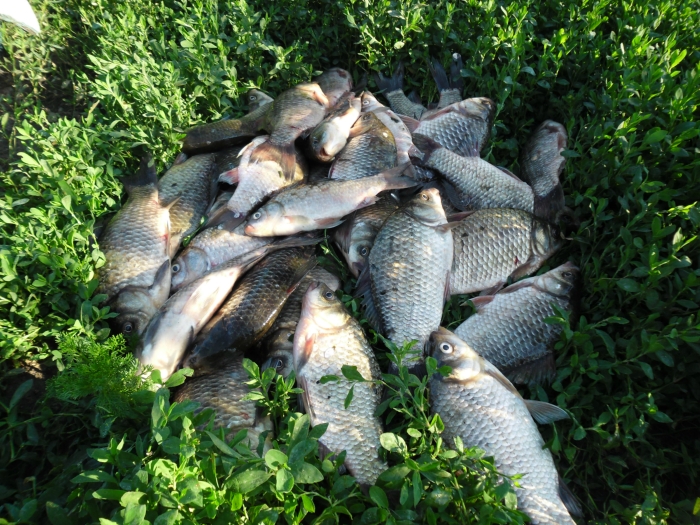 кУКЛЕЙ.