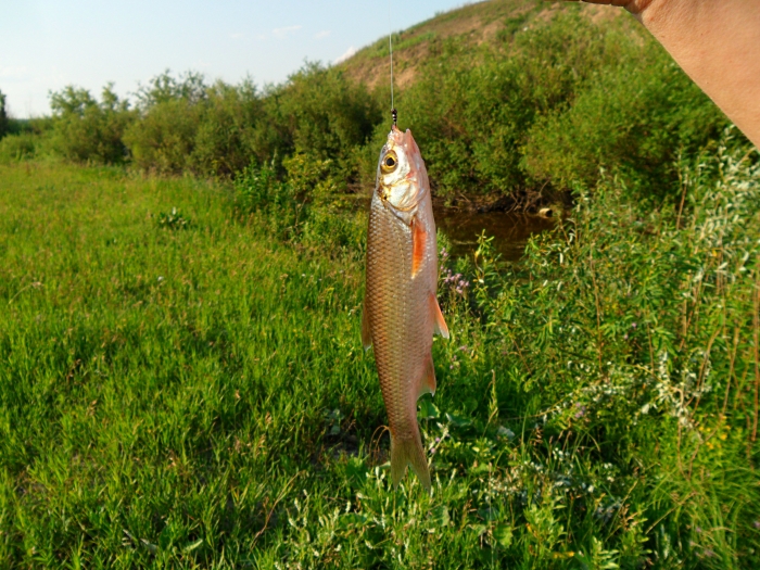 мормышка+кузнечик=елец