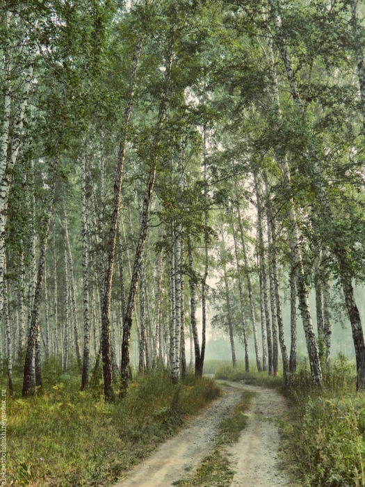 Утро в роще