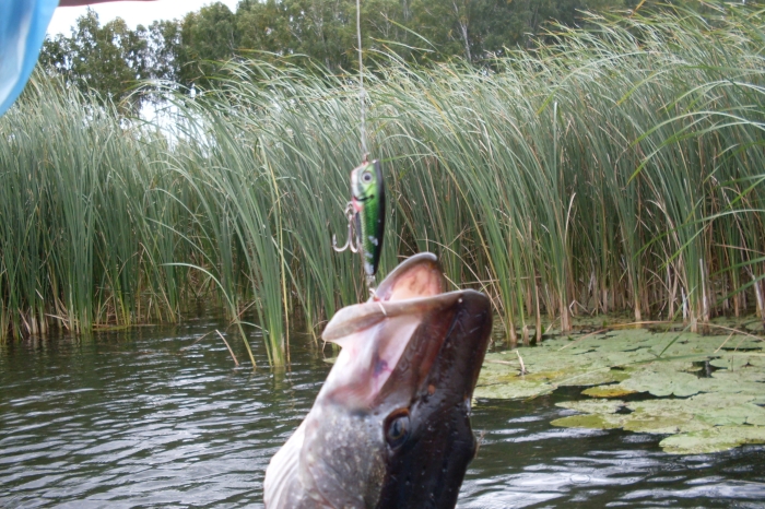 Щука на китайца