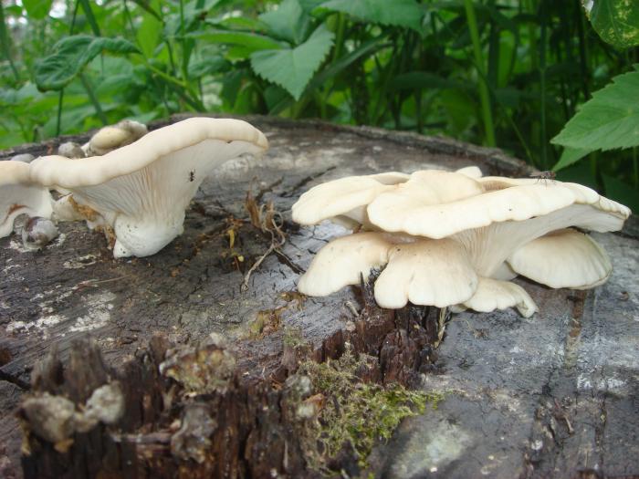 Вешанки