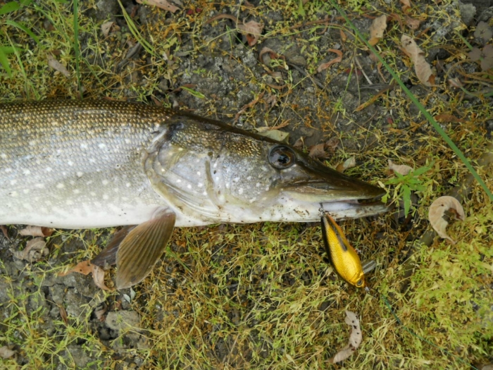 вОБЛЕР condor fIGHTING MINNOW