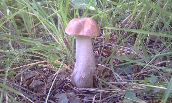 Уже в сковородке с картошкой ;-)