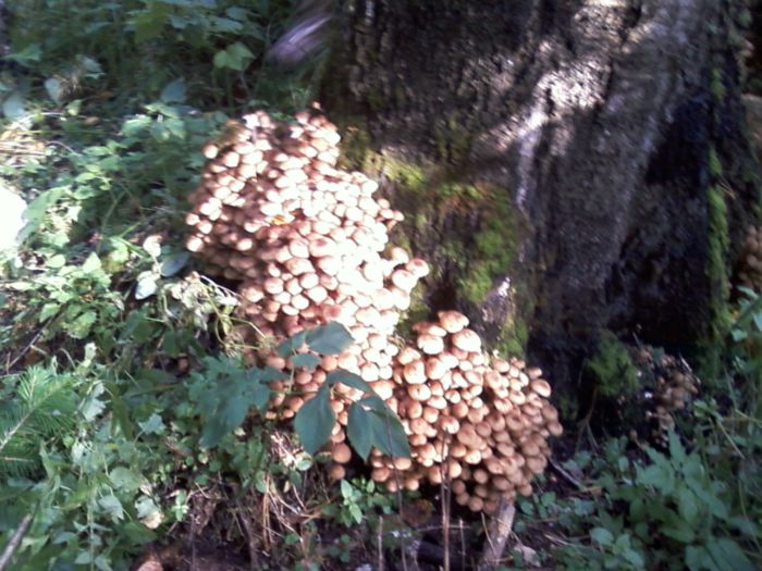 закусь