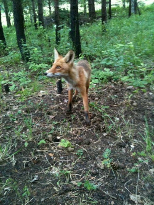 Ночная воровка