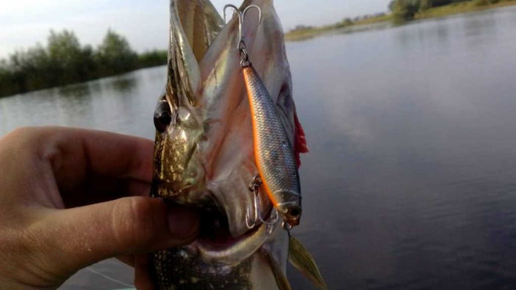 Обзор воблера Owner C’ultiva Rip’N Minnow 65