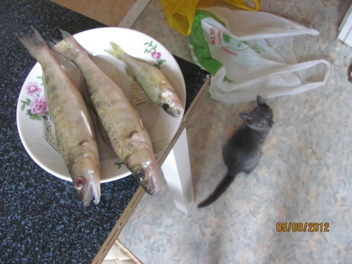 Голодный котейКО :)