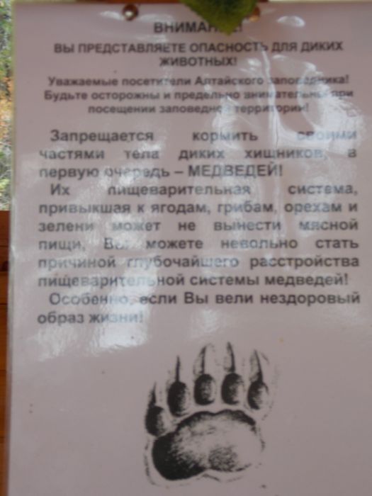 Телецкое медведи)