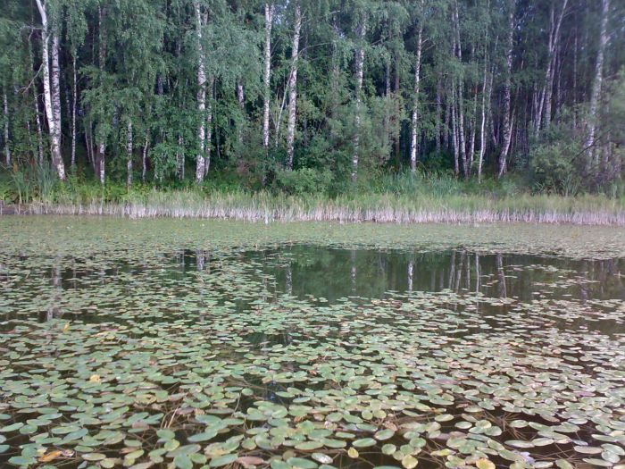 Лесное.