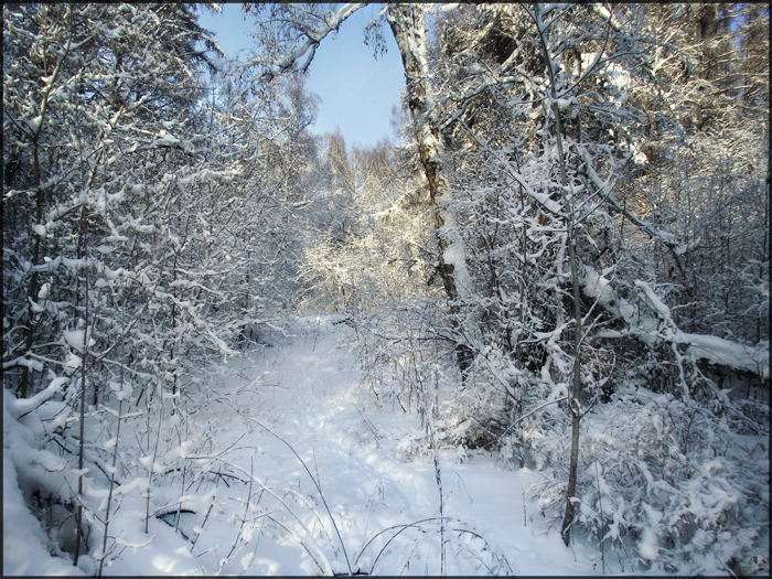 Зимний лес.