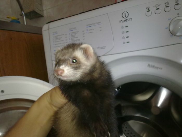Моя живность)))