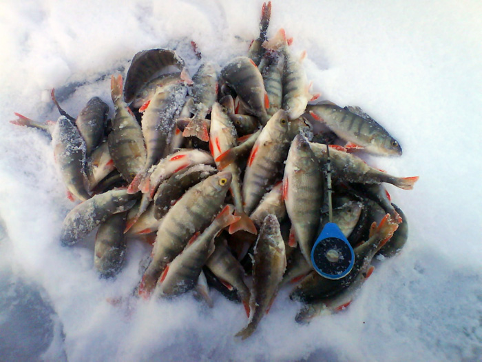Марусино. 4,5кг