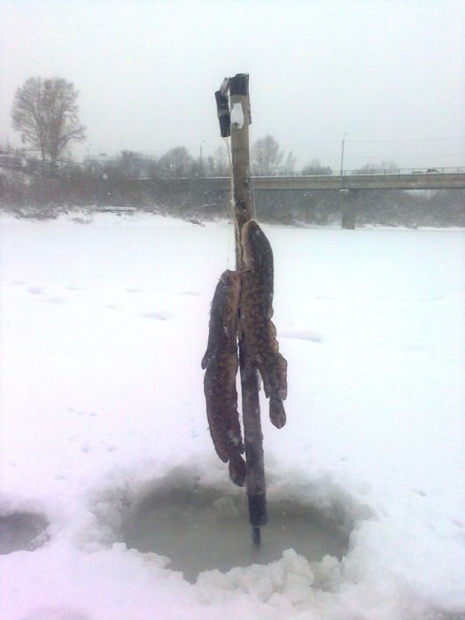 На ине, на жерлицы.