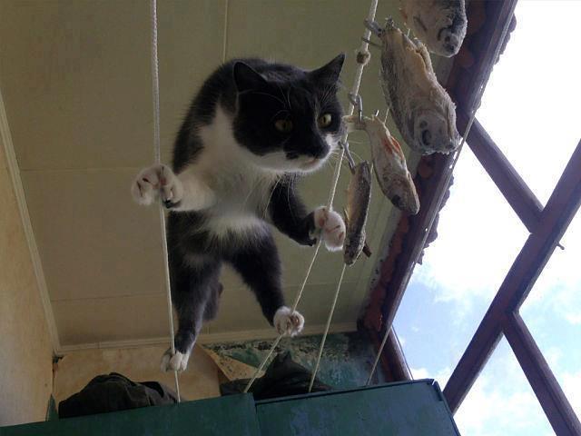 Котяра
