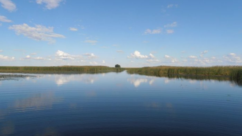 Поверхностный окунь