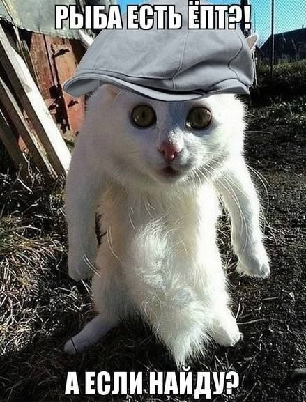 Кот-гопник