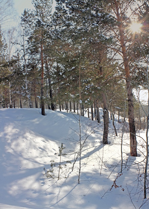 Солнце в лесу