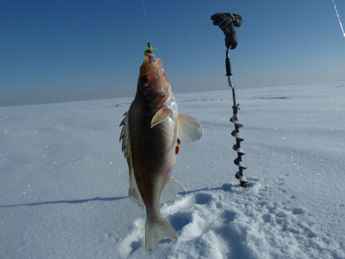 Морской гигант в Морском
