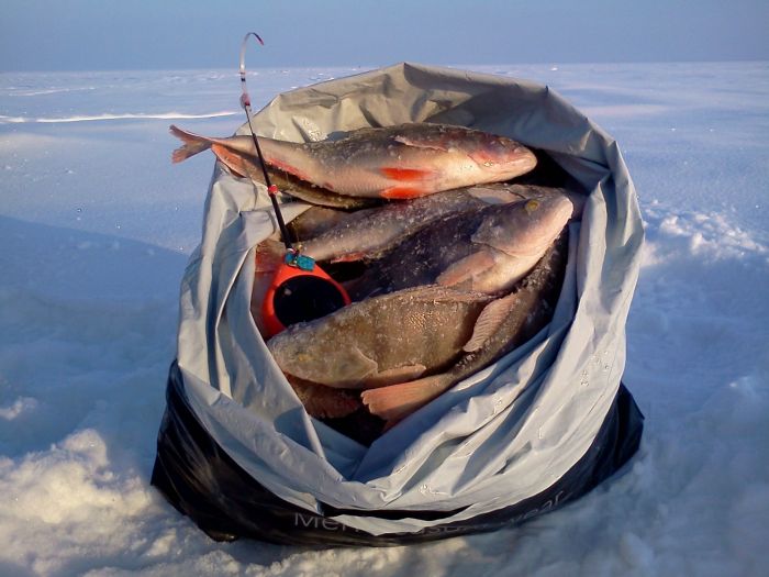 Морские-Боровские Окуни.12.5 кг