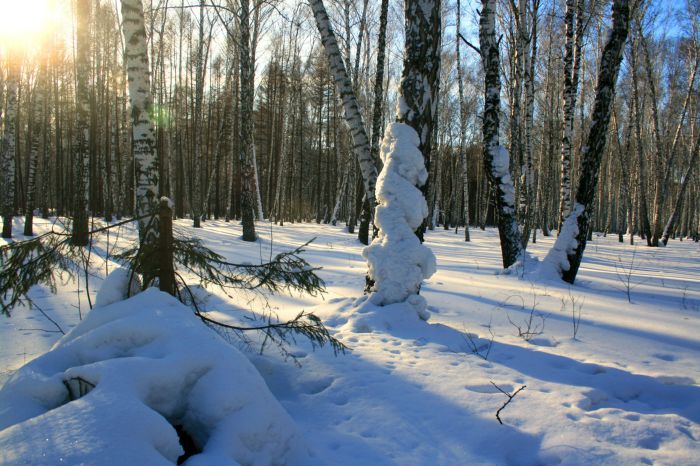 В зимнем лесу.