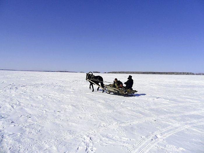 морской конь...