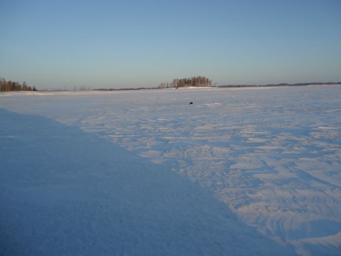 Норка на льду Боровое.